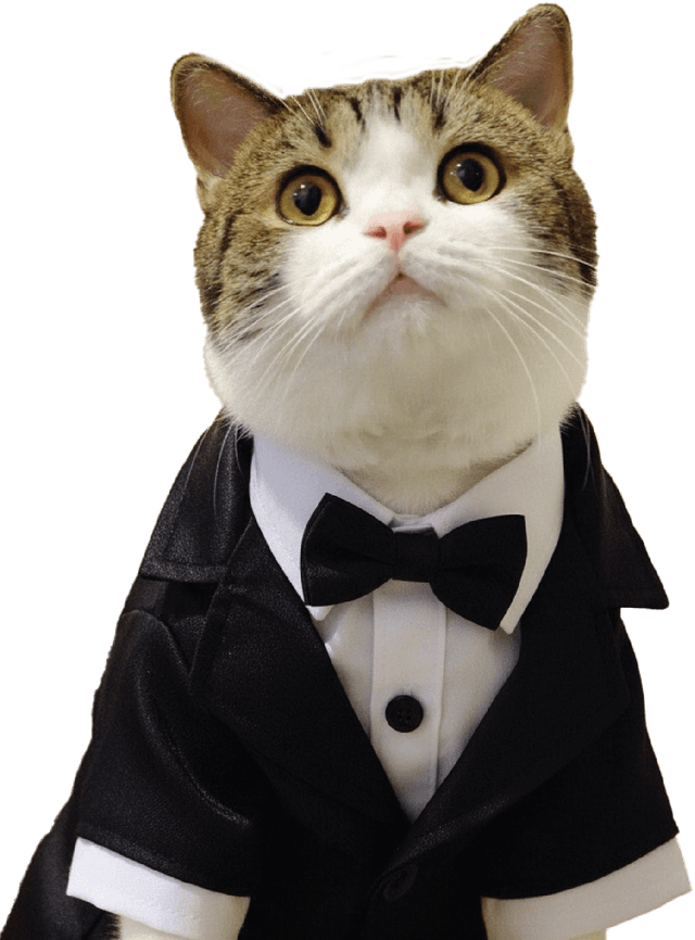 Cat in tuxedo looking curious