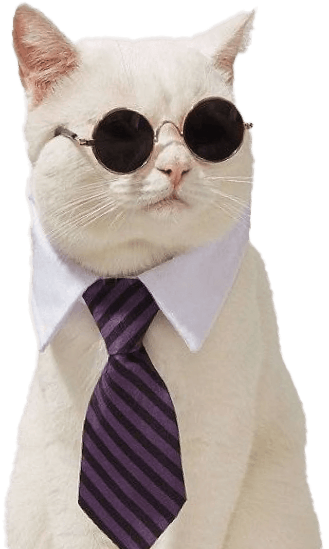 Cool cat in suit with sunglasses